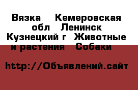 Вязка  - Кемеровская обл., Ленинск-Кузнецкий г. Животные и растения » Собаки   
